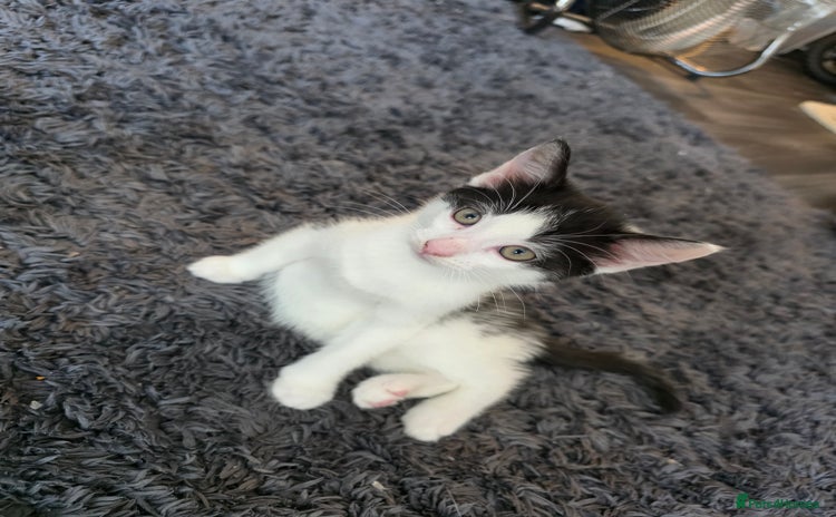 Mixed Breed cats - Advert 2