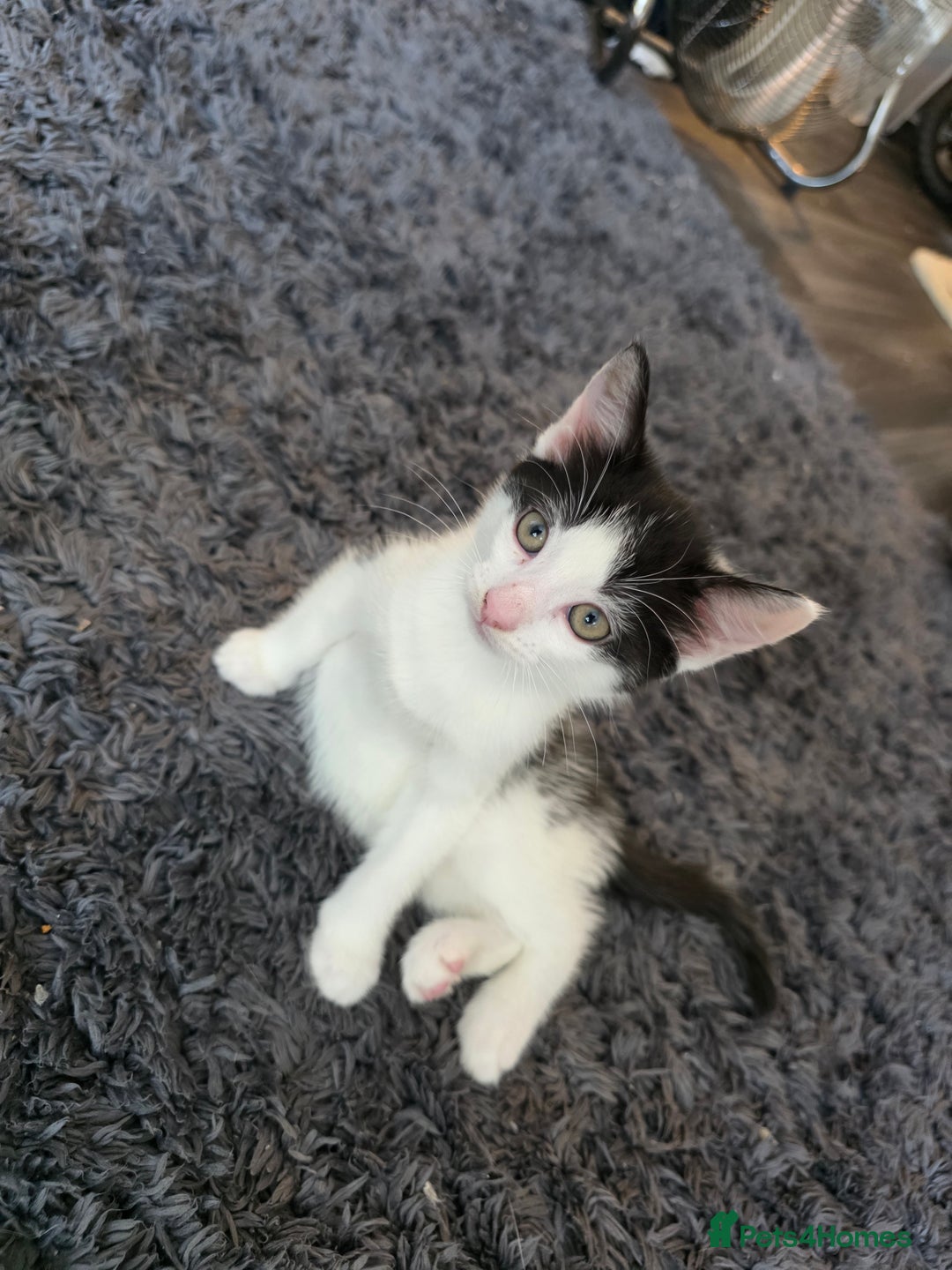 Mixed Breed cats for sale: Kittens  - Image 1
