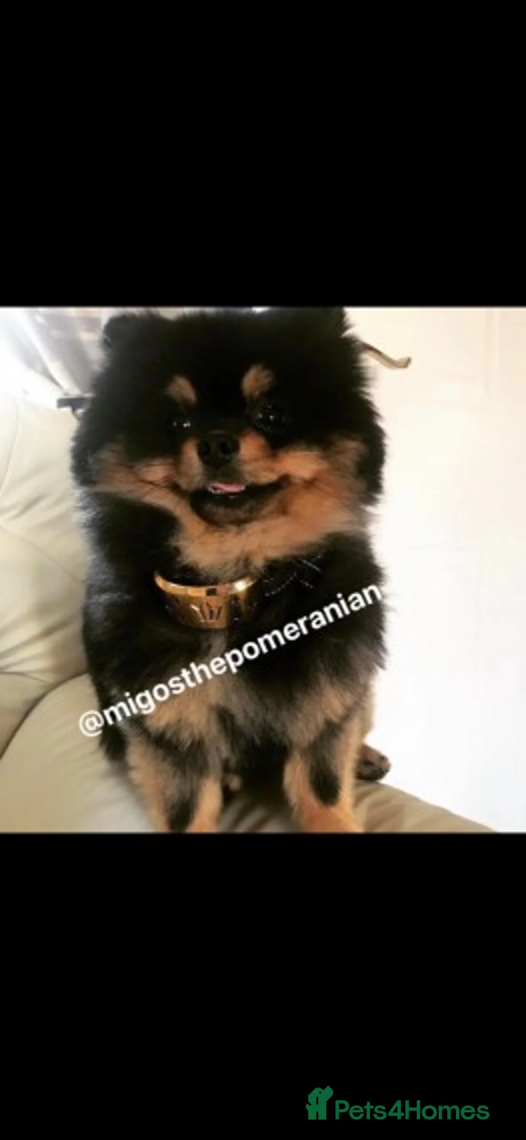 Pomeranian dogs for stud: Stunning proven KC black and tan pom stud in Ebbw Vale - Advert 13