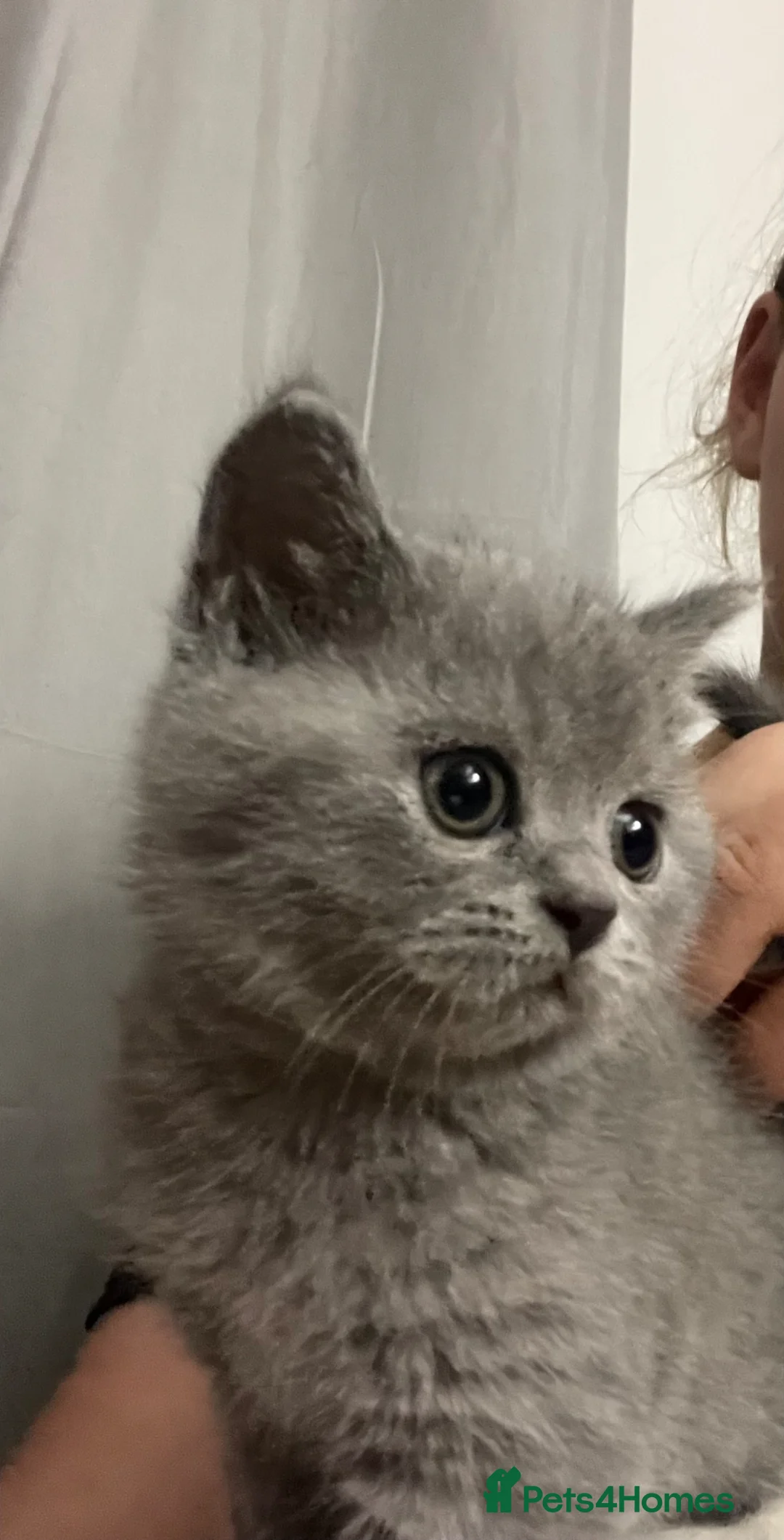 British Shorthair cats for sale: Beautiful British Shorthair Kittens  - Advert 25
