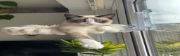 Snowshoe cats for sale: One year old female Siamese snowshoe  - Advert 8