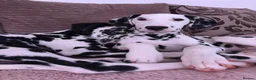 Dalmatian dogs for sale: Alaska - Advert 6