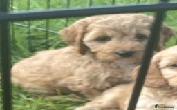 Cockapoo dogs for sale: Health Tested parents Cockapoo puppies - Image 7