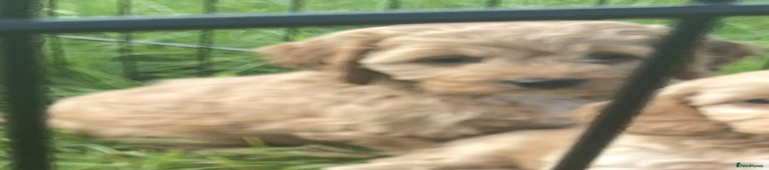 Cockapoo Puppy 6