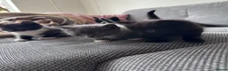 Mixed Breed cats for sale: 3 beautiful kittens for sale  - Advert 6