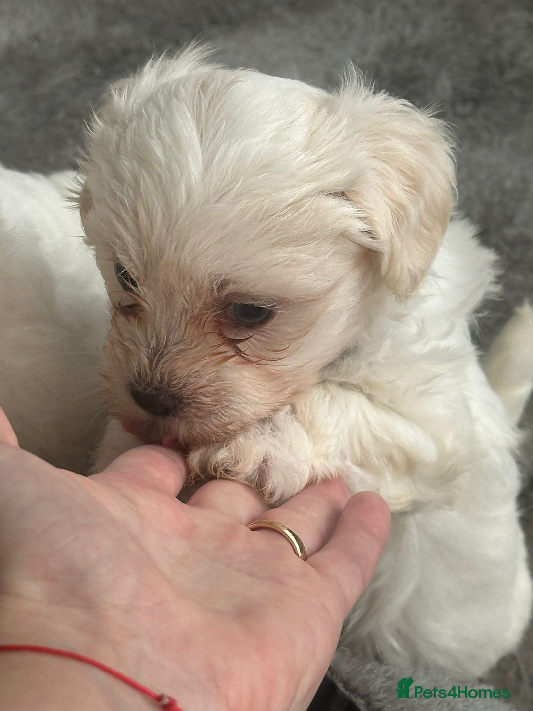 Bichon Frise dogs for sale: Bichon Maltese - Advert 6