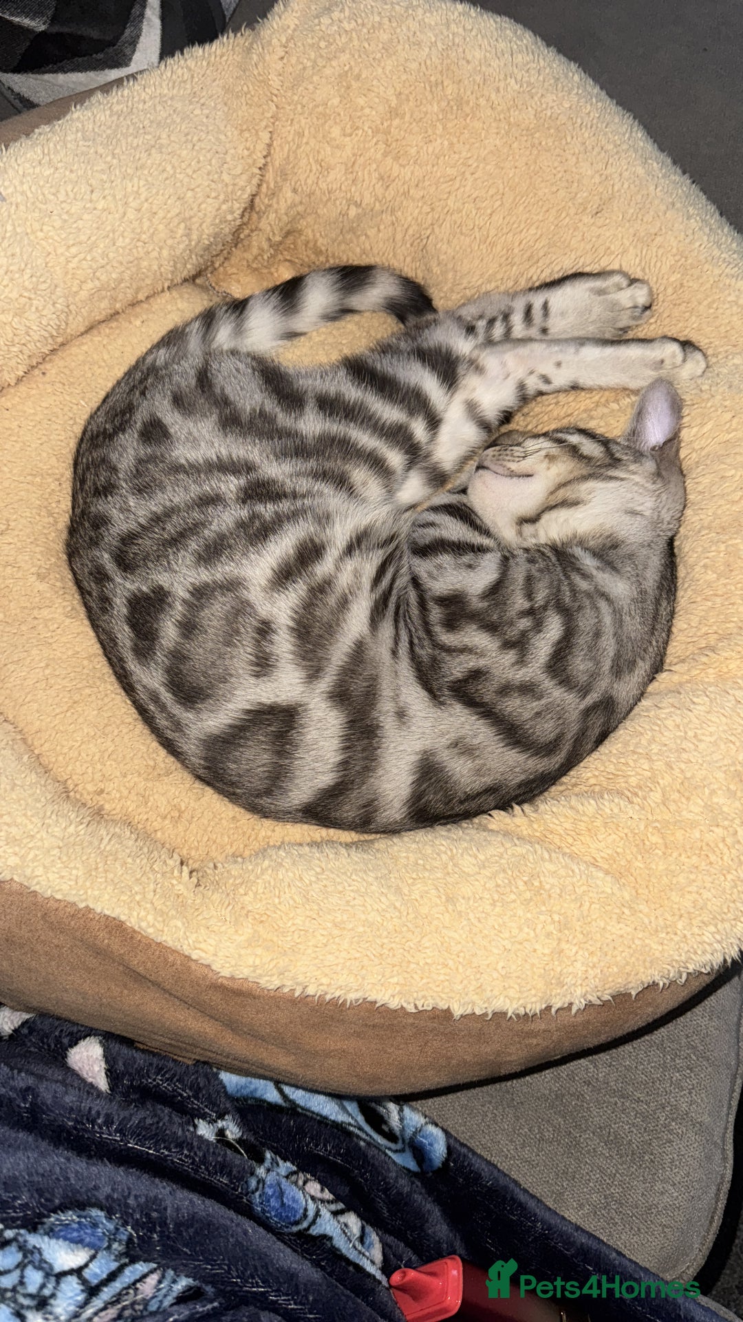 Bengal cats for stud: Juicy Jax ready for stud  - Advert 3