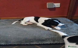 Springador dogs for sale: Dexter - Advert 1