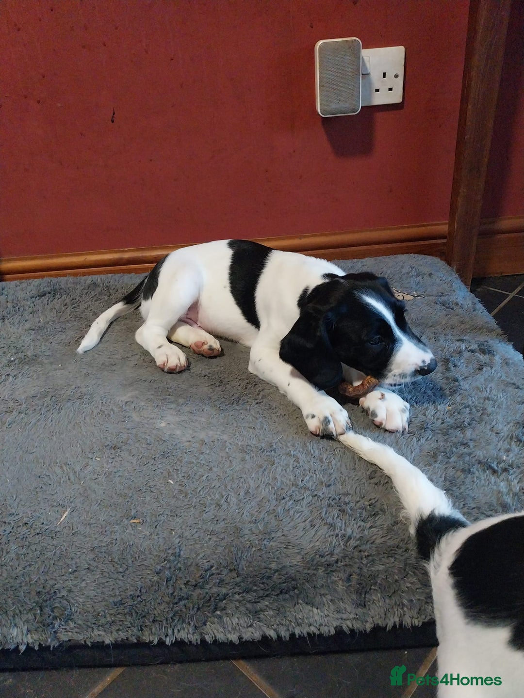 Springador dogs for sale: Dexter - Advert 1