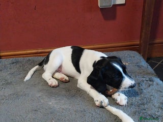 Springador dogs for sale: Dexter - Advert 1