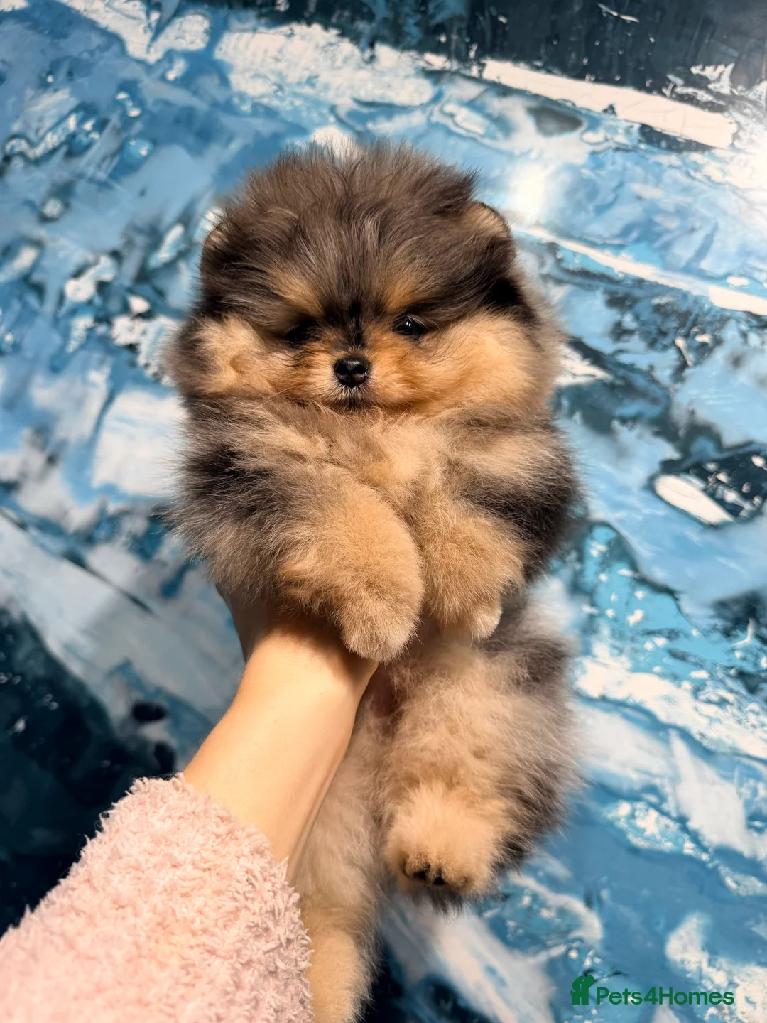 Pomeranian dogs for sale: Beautiful Pomeranian Girl - Advert 13
