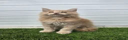 Maine Coon cats for sale: Beautiful gccf pet registered maine coon babies  - Advert 16
