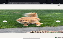 Mixed Breed dogs for sale: Bailey (CockerChow) - looking for a forever Family - Image 5