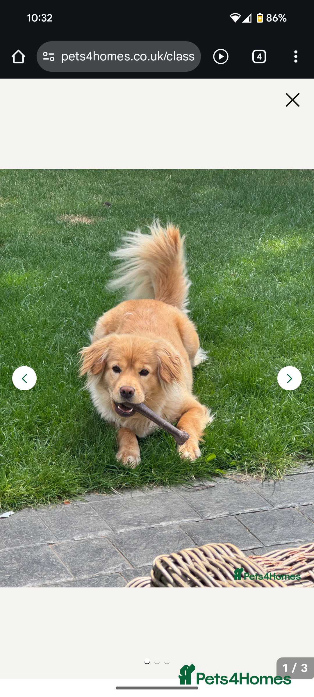 Mixed Breed dogs for sale: Bailey (CockerChow) - looking for a forever Family - Image 5