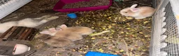 Lionhead rabbits for sale: 1 female Lionhead X teddy dwerg  - Advert 3
