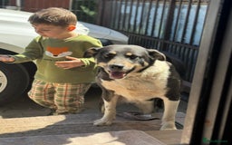 Mixed Breed dogs for adoption: ELSA -  a Special Girl who hates the Prison - Image 4