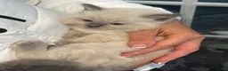 Ragdoll cats for sale: Stunning Ragdoll kittens in Preston - Advert 6