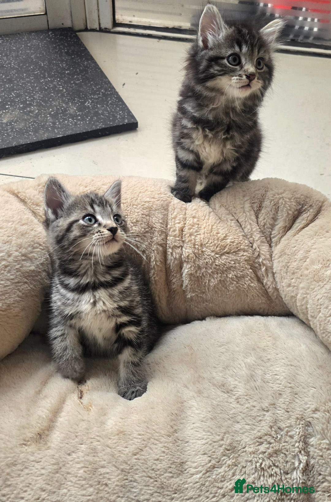 Maine Coon cats for sale: Adorable kittens Maine Coon mixed  - Image 6