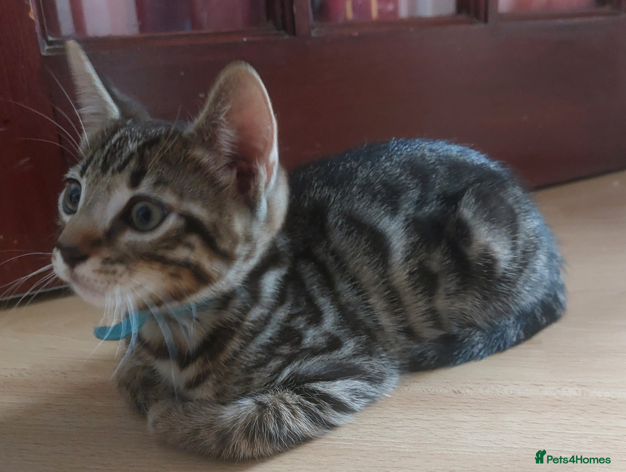 Mixed Breed cats for sale: X Bengal Kitten Mixed Tabby Boy - Advert 12
