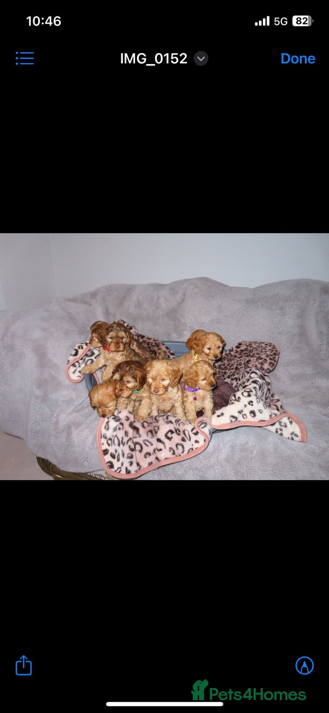 Cockapoo dogs for sale: Cockerpoo puppies  - Advert 2