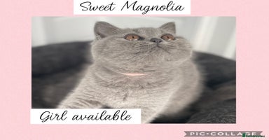 British Shorthair cats - Advert 5