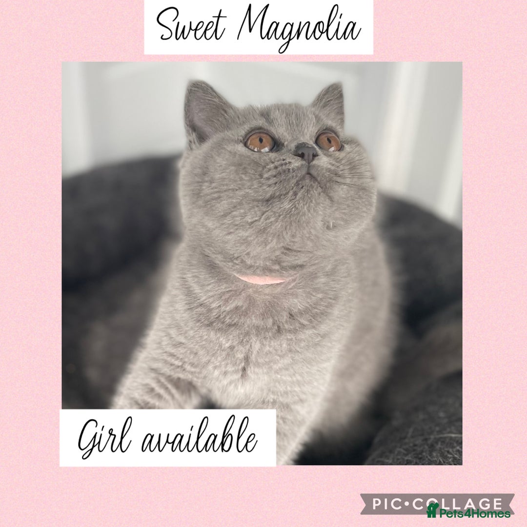 British Shorthair cats for sale: 🌸 Champion GCCF British Shorthair’s 🌸 - Image 2