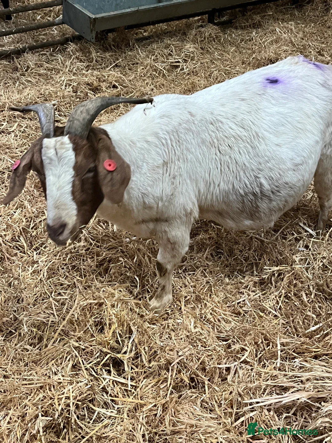 Goats livestock for sale: Selection of goats for sale  - Advert 12