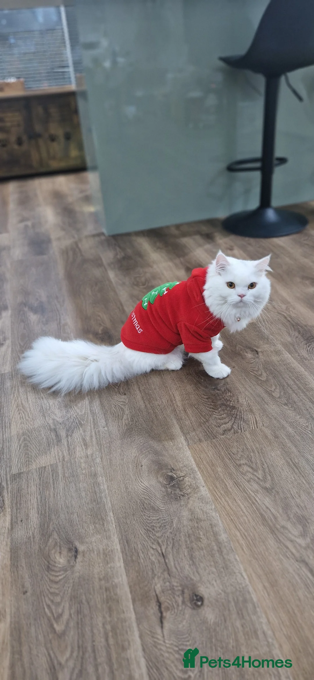 Persian cats for sale: Ready for new home Persian kittens - Advert 9