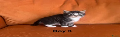 Tabby (boy 3)