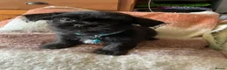 Malshi dogs for sale: 5 Beautiful Malshi Puppies - Maltese x Shih tzu in Chesterfield - Advert 8