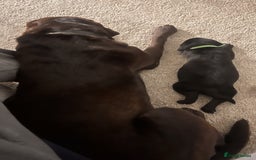 Labrador Retriever dogs for sale: 4 Labrador pups for sale - Image 6
