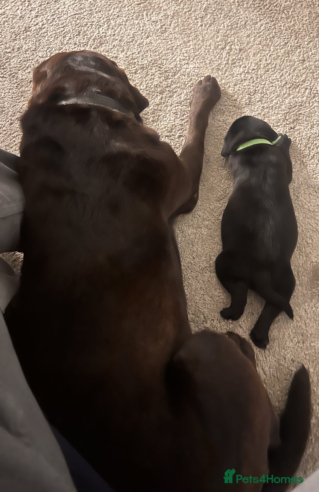 Labrador Retriever dogs for sale: 4 Labrador pups for sale - Image 6