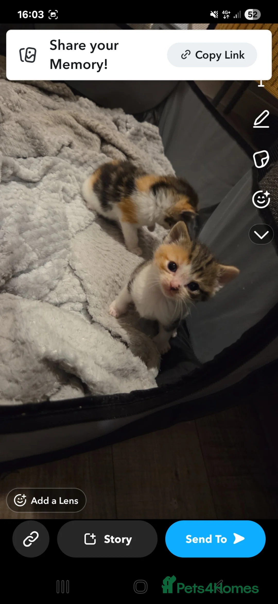 British Shorthair cats for sale: British shorthair kittens - Advert 13