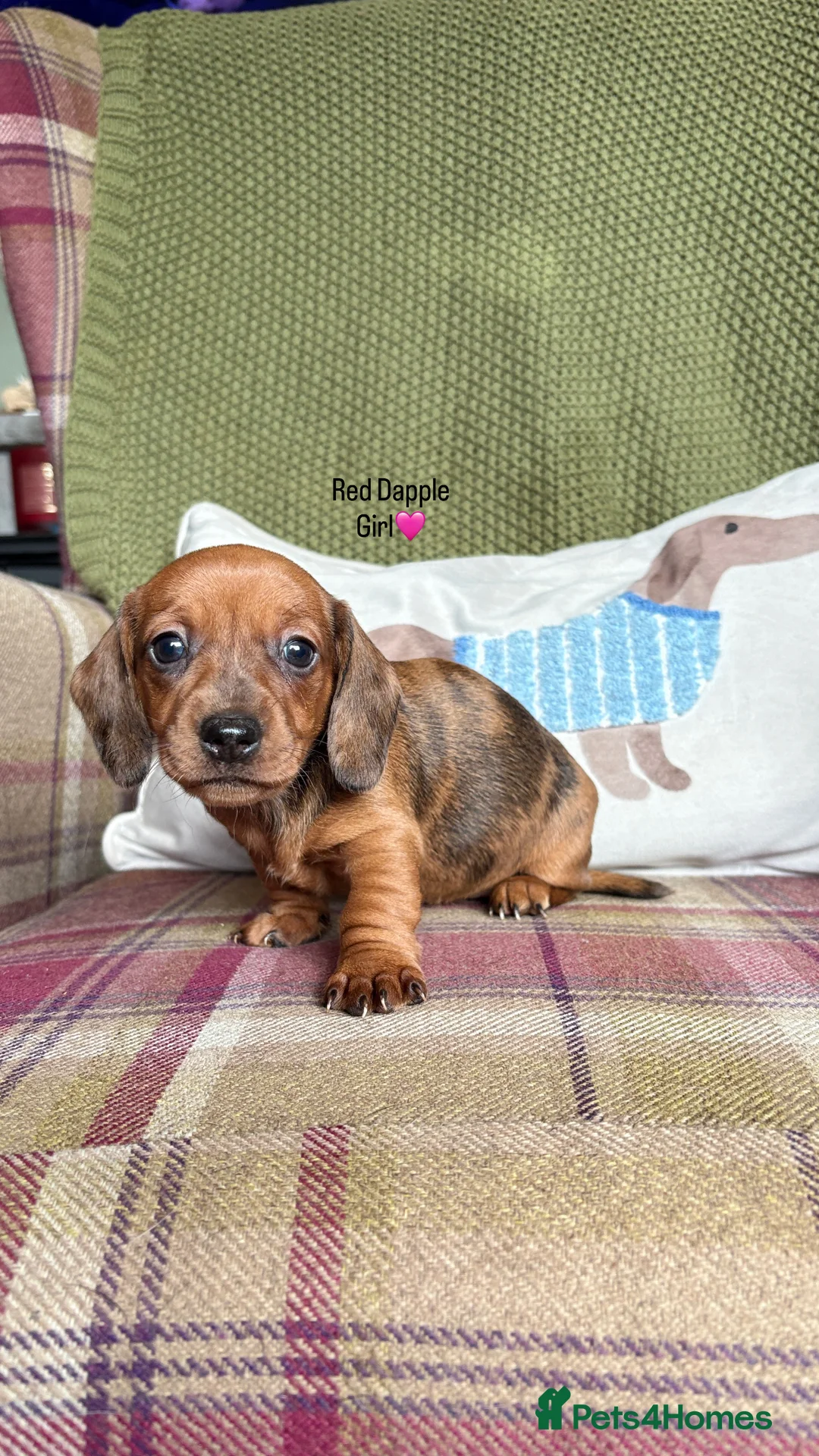 Miniature Dachshund dogs for sale: SMOOTH HAIRED MINIATURE DACHSHUNDS🖤 - Advert 12