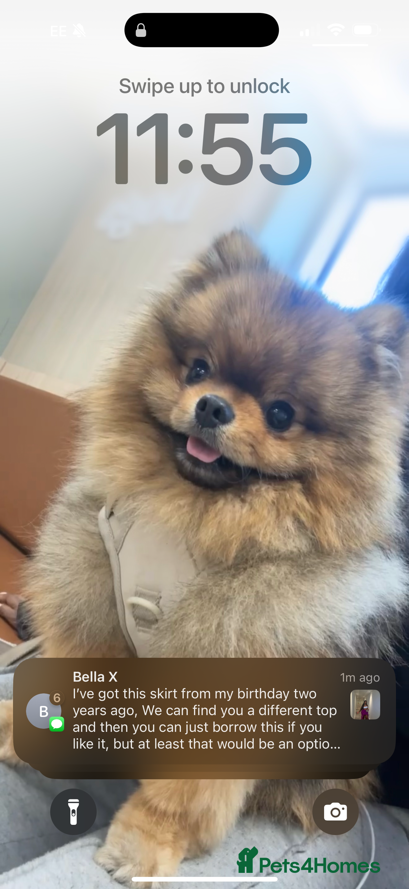 Pomeranian dogs Male Pomeranian  - Advert 8