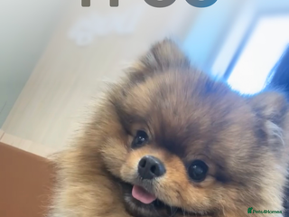 Pomeranian dogs Male Pomeranian - Advert 8