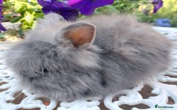 Mini Lop rabbits for sale: PUREBRED DOUBLE/ TEDDY LION HEAD BABIES  - Image 6