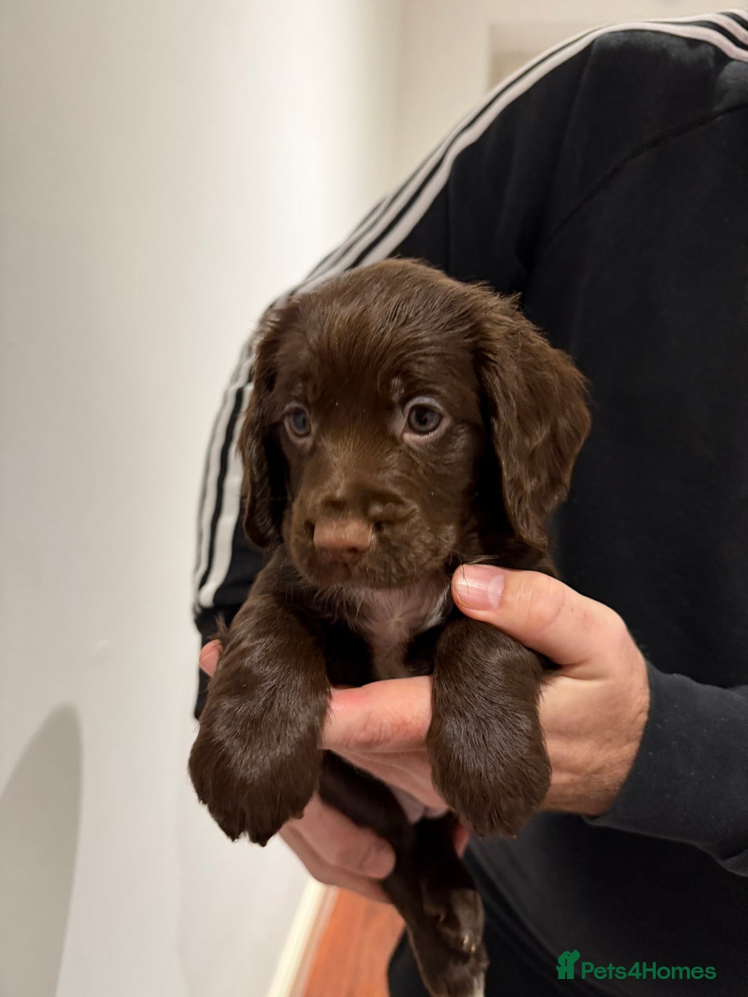Cocker Spaniel dogs for sale: KC Registered Working Cocker Spaniels  - Advert 25