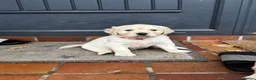 Golden Retriever dogs for sale: 🐾 Beautiful Pedigree Golden Retriever Puppies  in Ballymena - Advert 21