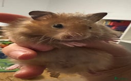 Hamster rodents for sale: Stunning home-bred Syrian hamster pups  - Image 9