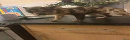 French Bulldog dogs for sale: French bulldogs for sale  - Advert 5