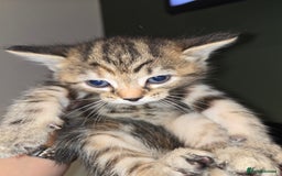 Ragdoll cats for sale: Ragdoll bengal mix  - Image 7