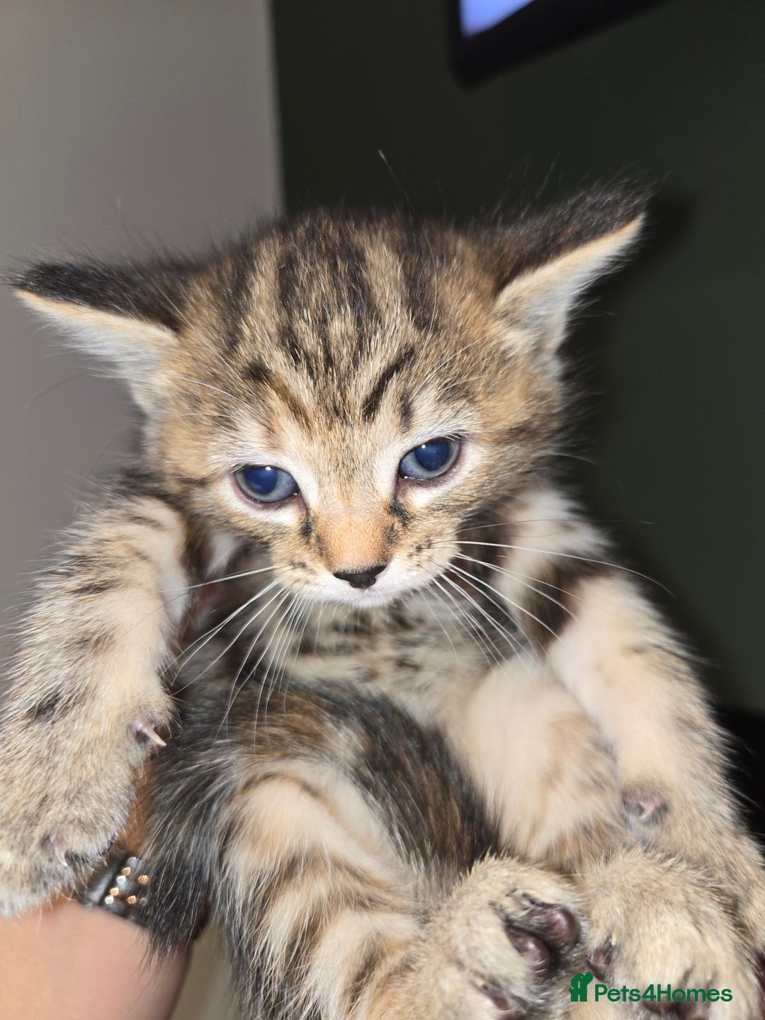 Ragdoll cats for sale: Ragdoll bengal mix  - Image 7