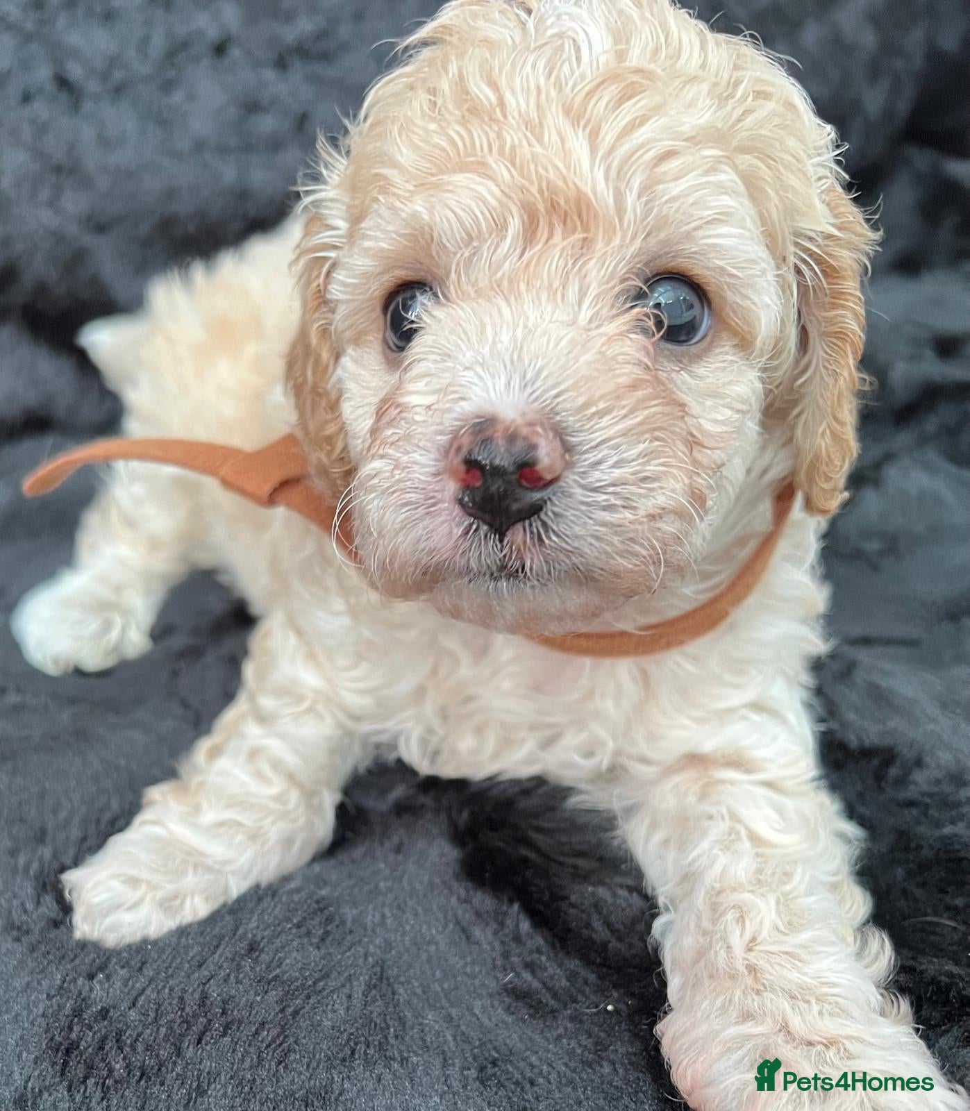 Cavapoo dogs 2 LEFT - Adorable Cavapoo Puppies  - Advert 1