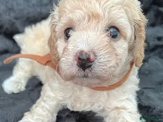 Cavapoo dogs 2 LEFT - Adorable Cavapoo Puppies - Advert 1