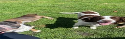 English Springer Spaniel dogs for sale: Dolly looking for a home  - Advert 4