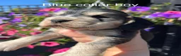 Cocker Spaniel dogs for sale: Kc reg show cockers - Advert 3