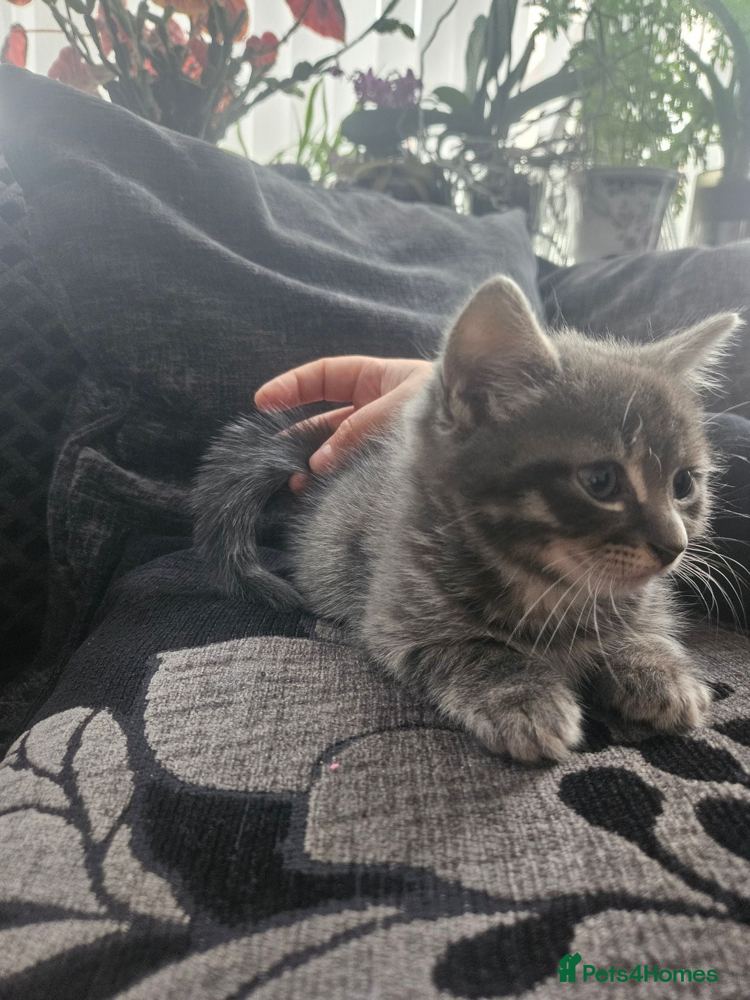Mixed Breed cats Kitten need new home - Advert 3