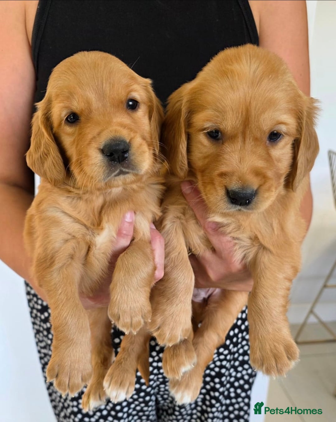 Golden Retriever dogs for sale: Dark Working Golden Retriever puppies  - Image 15