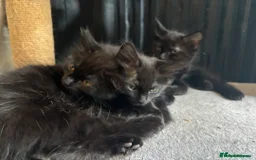 Mixed Breed cats for sale: £30 Three adorable kittens ready immediately  - Image 19